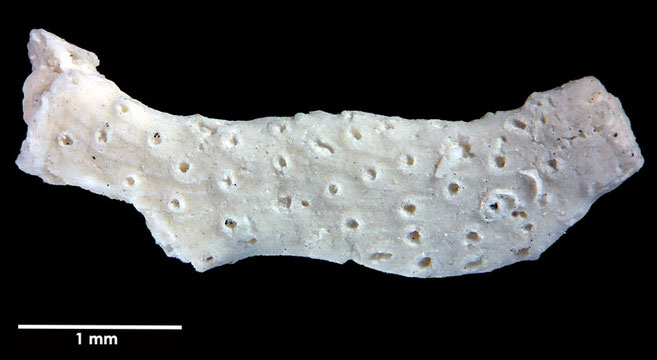 Senckenberg, Bryozoa, Bryozoen, Moostierchen, Sammlung Voigt