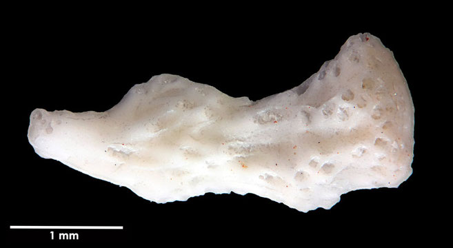 Senckenberg, Bryozoa, Bryozoen, Moostierchen, Sammlung Voigt