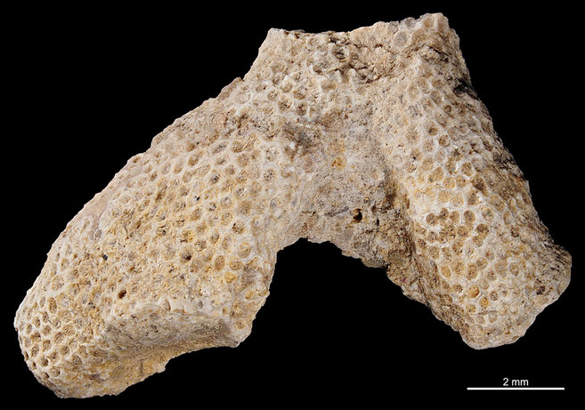 Senckenberg, Bryozoa, Bryozoen, Moostierchen, Sammlung Voigt