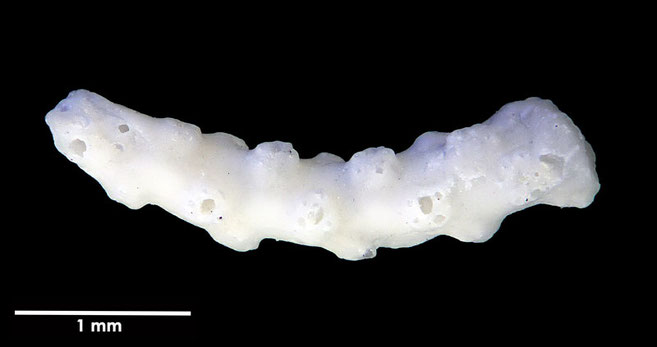 Senckenberg, Bryozoa, Bryozoen, Moostierchen, Sammlung Voigt