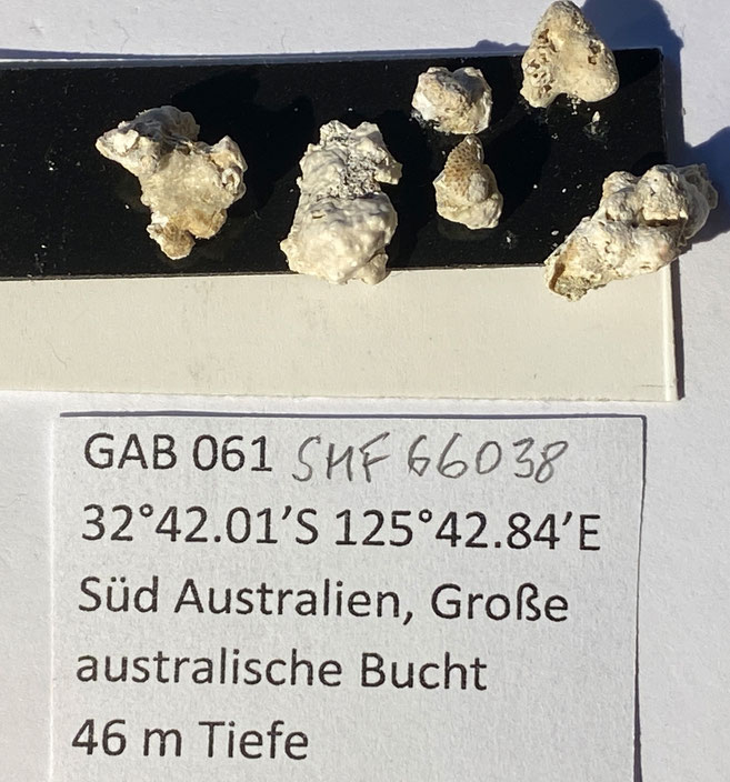 Senckenberg, Bryozoa, Bryozoen, Moostierchen, Sammlung Voigt