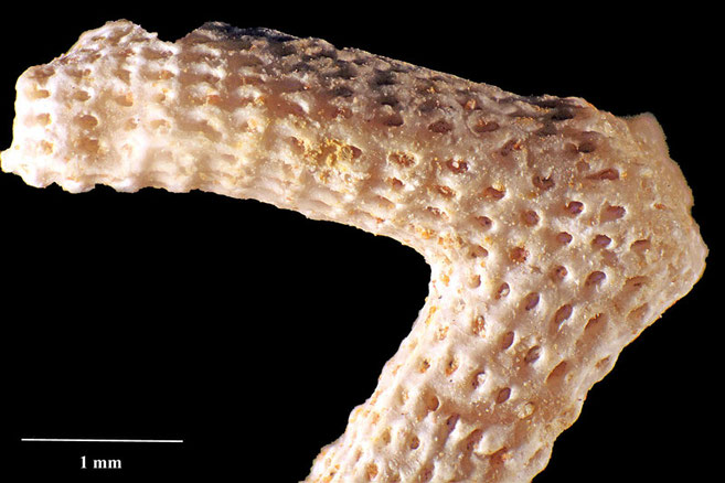 Senckenberg, Bryozoa, Bryozoen, Moostierchen, Sammlung Voigt