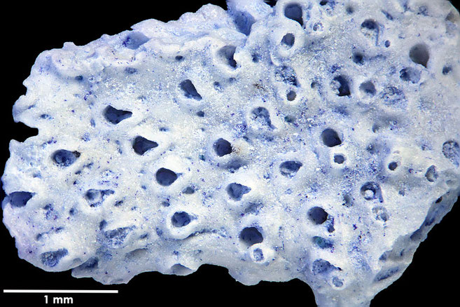 Senckenberg, Bryozoa, Bryozoen, Moostierchen, Sammlung Voigt