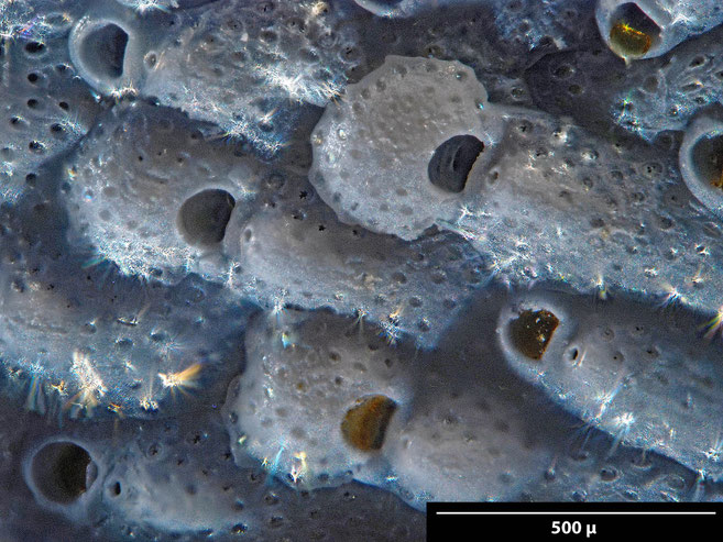 Senckenberg, Bryozoa, Bryozoen, Moostierchen, Sammlung Voigt