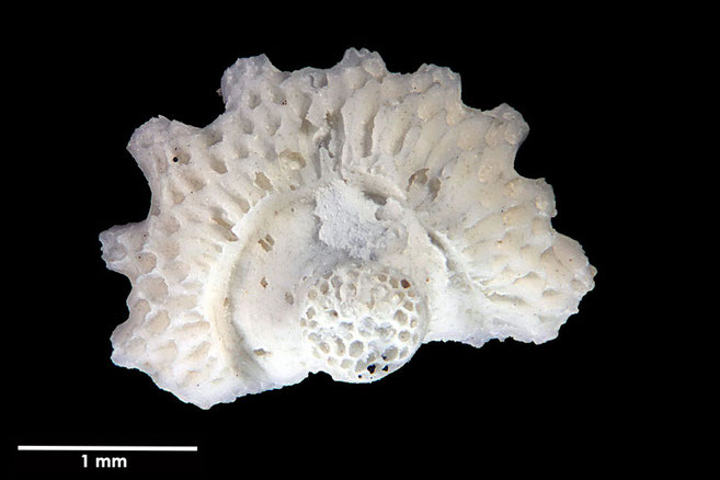 Senckenberg, Bryozoa, Bryozoen, Moostierchen, Sammlung Voigt