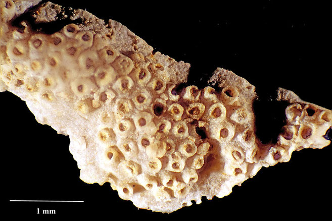 Senckenberg, Bryozoa, Bryozoen, Moostierchen, Sammlung Voigt