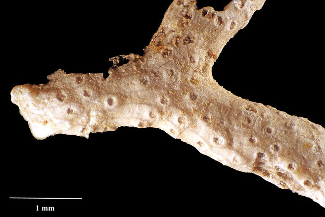 Senckenberg, Bryozoa, Bryozoen, Moostierchen, Sammlung Voigt