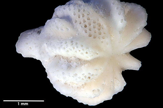 Senckenberg, Bryozoa, Bryozoen, Moostierchen, Sammlung Voigt