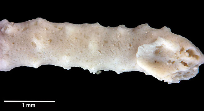 Senckenberg, Bryozoa, Bryozoen, Moostierchen, Sammlung Voigt