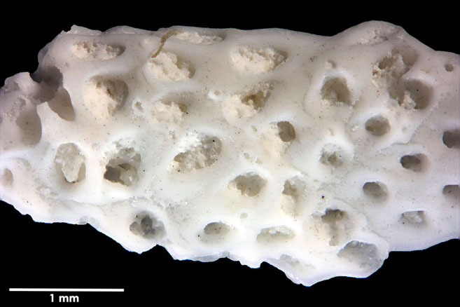 Senckenberg, Bryozoa, Bryozoen, Moostierchen, Sammlung Voigt