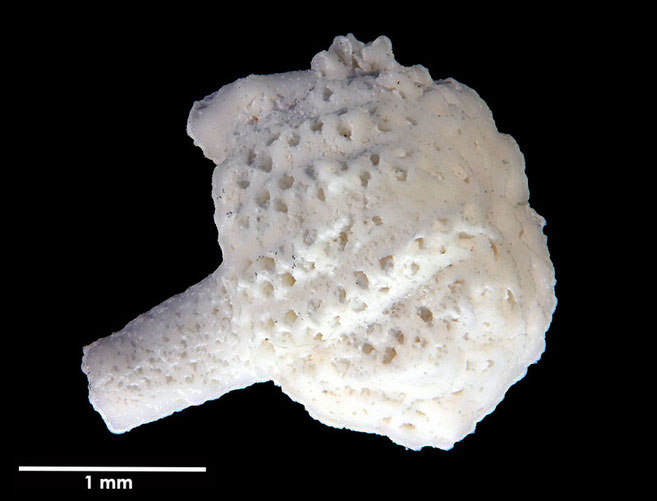 Senckenberg, Bryozoa, Bryozoen, Moostierchen, Sammlung Voigt