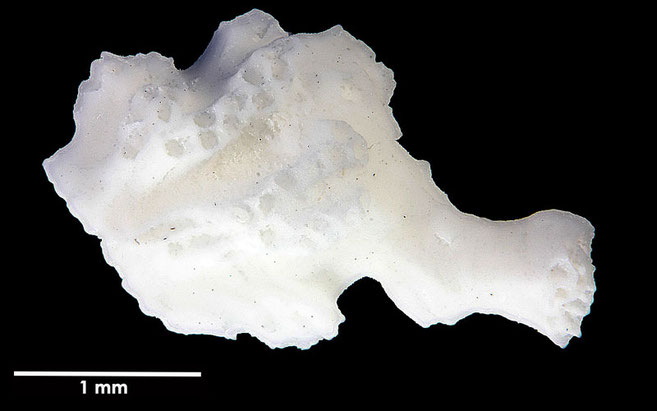 Senckenberg, Bryozoa, Bryozoen, Moostierchen, Sammlung Voigt