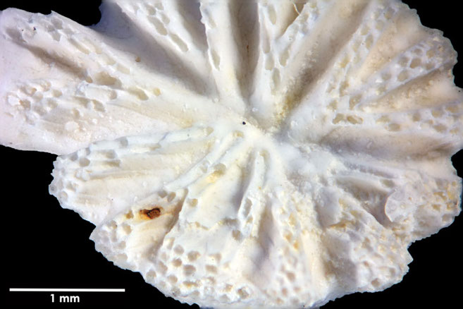 Senckenberg, Bryozoa, Bryozoen, Moostierchen, Sammlung Voigt