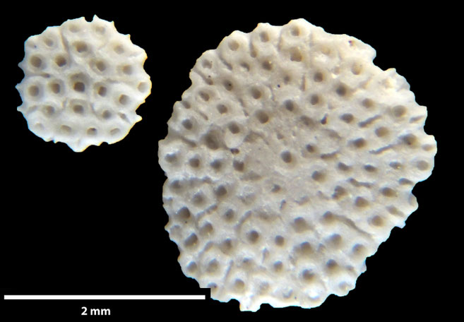 Senckenberg, Bryozoa, Bryozoen, Moostierchen, Sammlung Voigt