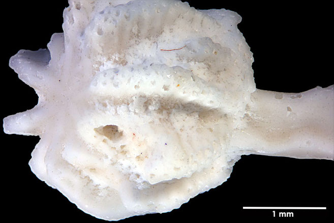 Senckenberg, Bryozoa, Bryozoen, Moostierchen, Sammlung Voigt