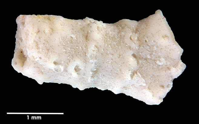 Senckenberg, Bryozoa, Bryozoen, Moostierchen, Sammlung Voigt