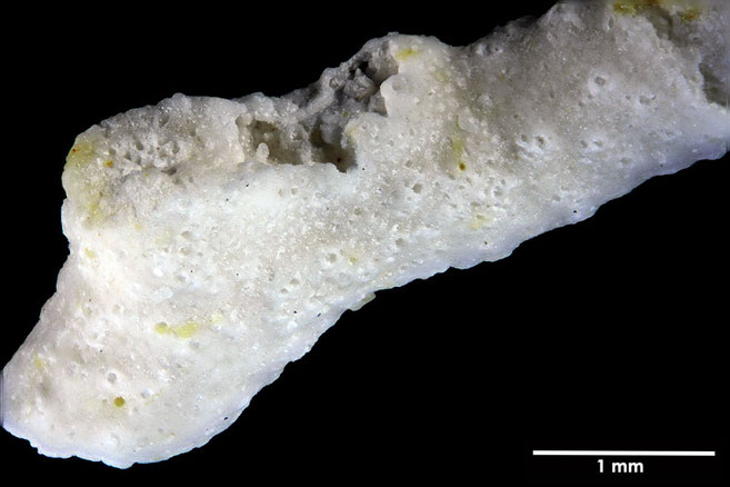 Senckenberg, Bryozoa, Bryozoen, Moostierchen, Sammlung Voigt