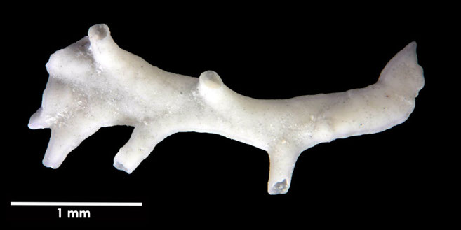 Senckenberg, Bryozoa, Bryozoen, Moostierchen, Sammlung Voigt