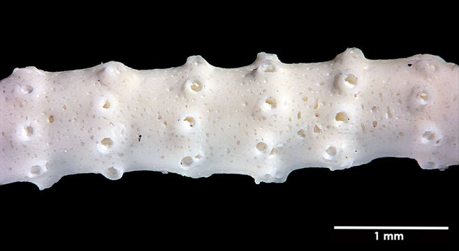 Senckenberg, Bryozoa, Bryozoen, Moostierchen, Sammlung Voigt