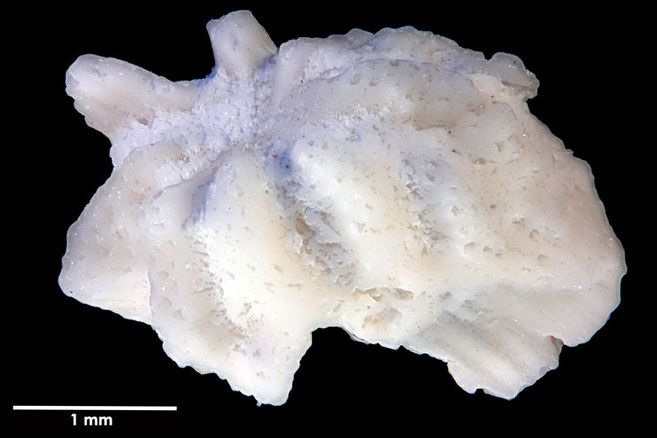 Senckenberg, Bryozoa, Bryozoen, Moostierchen, Sammlung Voigt