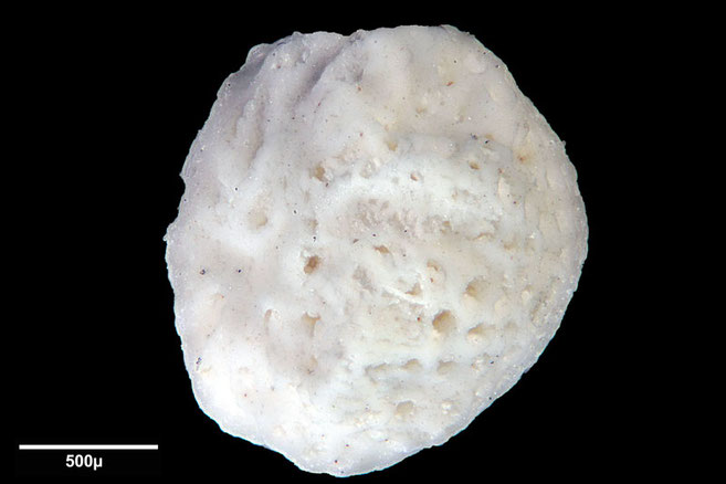 Senckenberg, Bryozoa, Bryozoen, Moostierchen, Sammlung Voigt