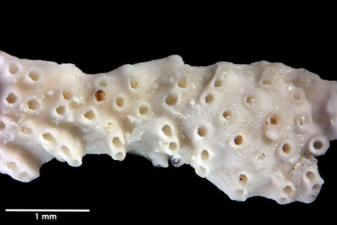 Senckenberg, Bryozoa, Bryozoen, Moostierchen, Sammlung Voigt