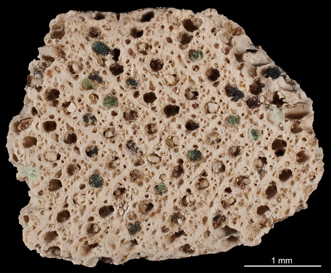 Senckenberg, Bryozoa, Bryozoen, Moostierchen, Sammlung Voigt