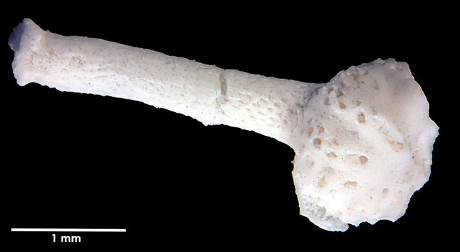 Senckenberg, Bryozoa, Bryozoen, Moostierchen, Sammlung Voigt