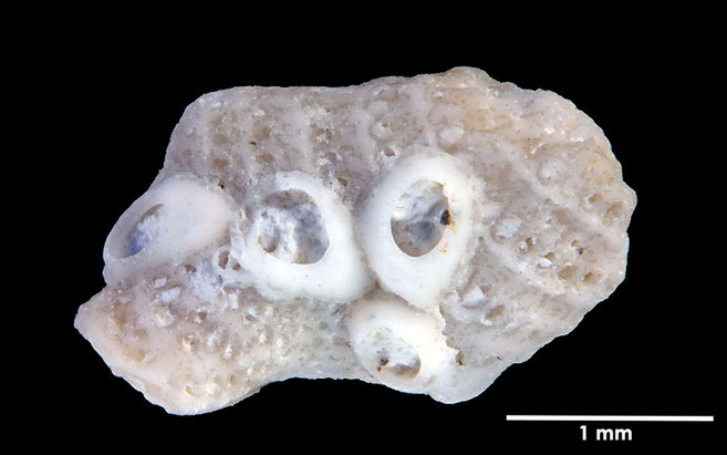 Senckenberg, Bryozoa, Bryozoen, Moostierchen, Sammlung Voigt