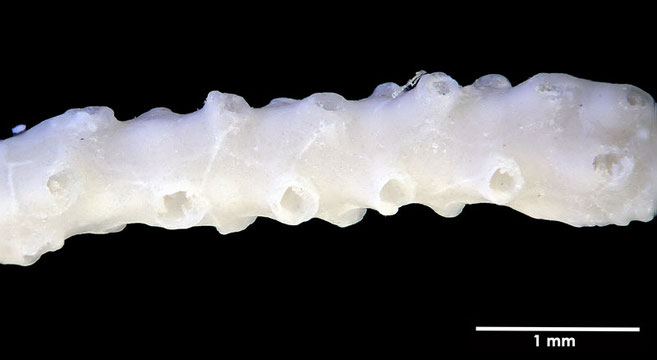 Senckenberg, Bryozoa, Bryozoen, Moostierchen, Sammlung Voigt