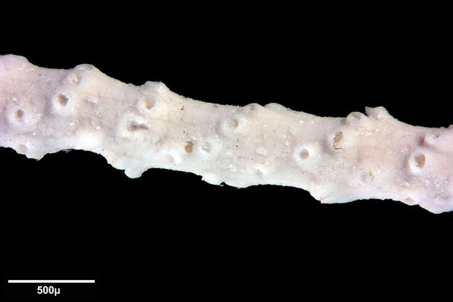 Senckenberg, Bryozoa, Bryozoen, Moostierchen, Sammlung Voigt