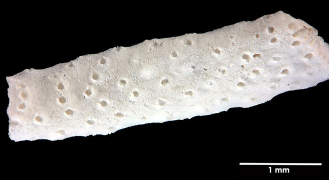 Senckenberg, Bryozoa, Bryozoen, Moostierchen, Sammlung Voigt