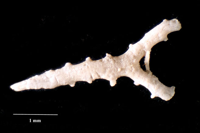 Senckenberg, Bryozoa, Bryozoen, Moostierchen, Sammlung Voigt