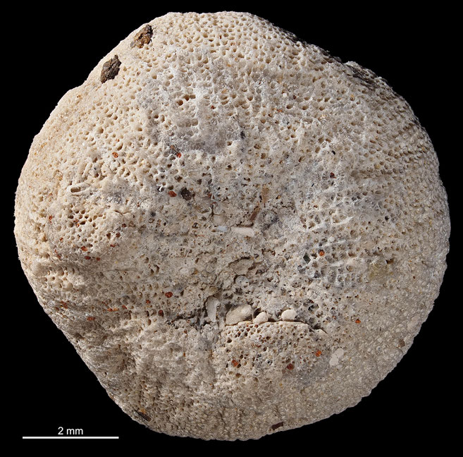 Senckenberg, Bryozoa, Bryozoen, Moostierchen, Sammlung Voigt