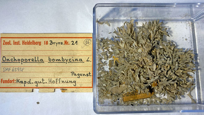 Senckenberg, Bryozoa, Bryozoen, Moostierchen, Sammlung Voigt