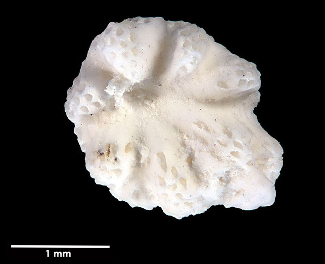 Senckenberg, Bryozoa, Bryozoen, Moostierchen, Sammlung Voigt