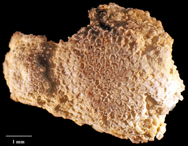 Senckenberg, Bryozoa, Bryozoen, Moostierchen, Sammlung Voigt