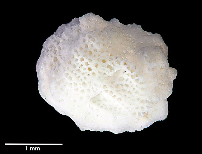 Senckenberg, Bryozoa, Bryozoen, Moostierchen, Sammlung Voigt