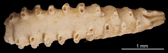 Senckenberg, Bryozoa, Bryozoen, Moostierchen, Sammlung Voigt