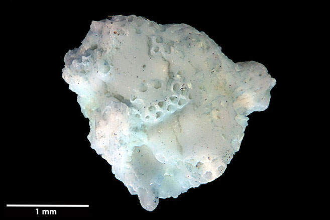 Senckenberg, Bryozoa, Bryozoen, Moostierchen, Sammlung Voigt