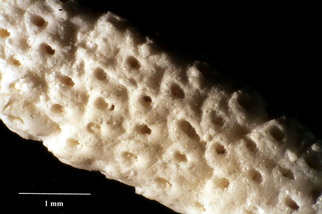 Senckenberg, Bryozoa, Bryozoen, Moostierchen, Sammlung Voigt