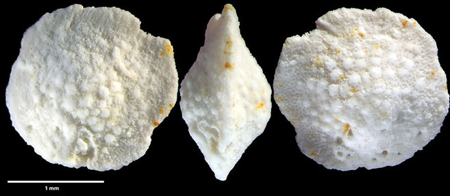 Foraminiferen, Foraminifera, Fora