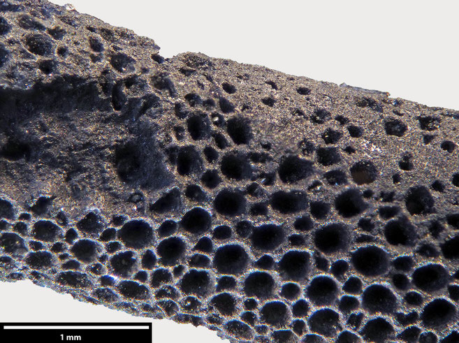 Senckenberg, Bryozoa, Bryozoen, Moostierchen, Sammlung Voigt