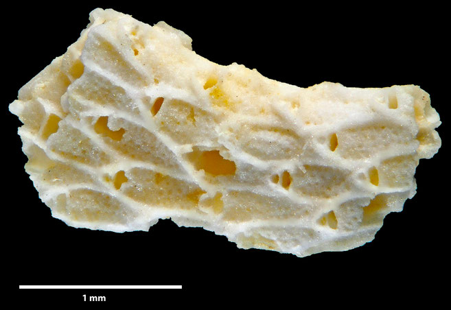 Senckenberg, Bryozoa, Bryozoen, Moostierchen, Sammlung Voigt