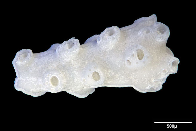 Senckenberg, Bryozoa, Bryozoen, Moostierchen, Sammlung Voigt