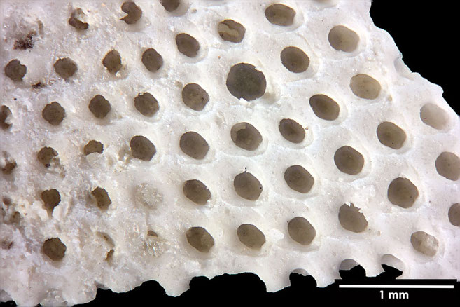 Senckenberg, Bryozoa, Bryozoen, Moostierchen, Sammlung Voigt