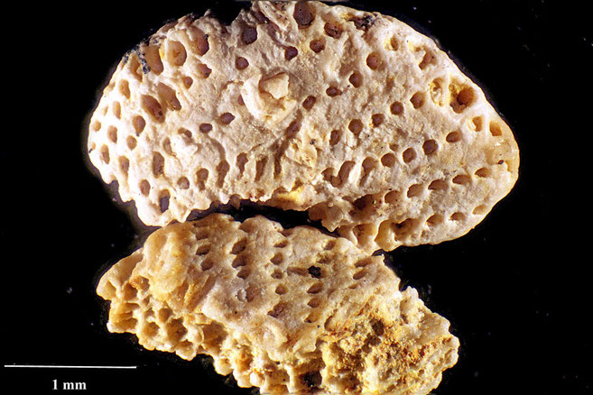 Senckenberg, Bryozoa, Bryozoen, Moostierchen, Sammlung Voigt