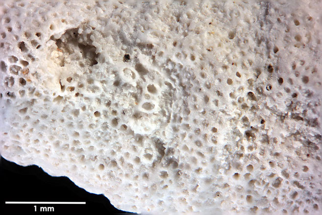 Senckenberg, Bryozoa, Bryozoen, Moostierchen, Sammlung Voigt