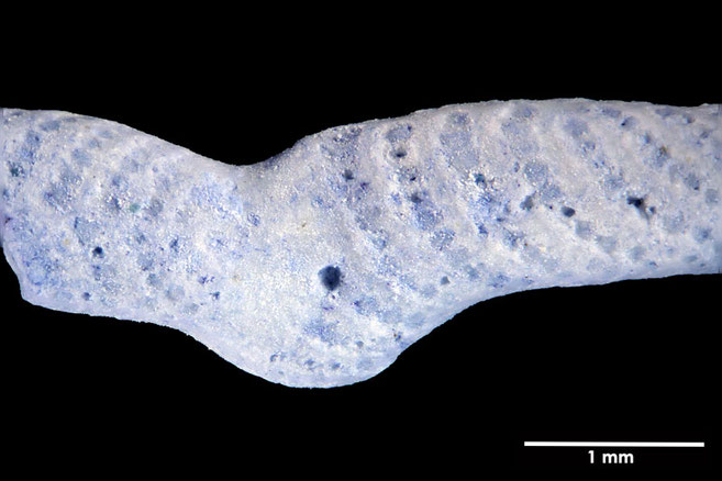 Senckenberg, Bryozoa, Bryozoen, Moostierchen, Sammlung Voigt