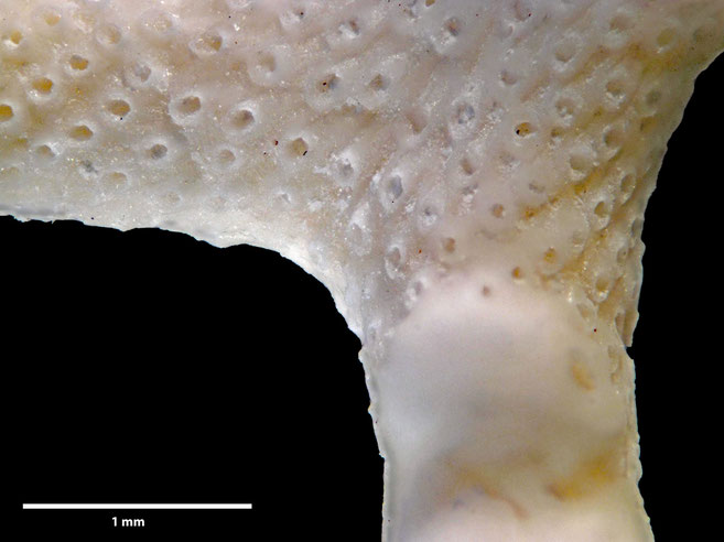 Senckenberg, Bryozoa, Bryozoen, Moostierchen, Sammlung Voigt